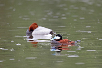 BUITEN BEELD Foto: 354698