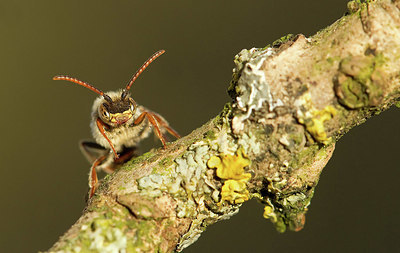 BUITEN BEELD Foto: 354715