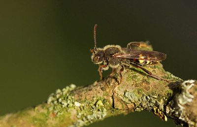 BUITEN BEELD Foto: 354719