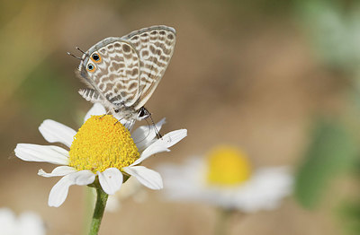 BUITEN BEELD Foto: 354739