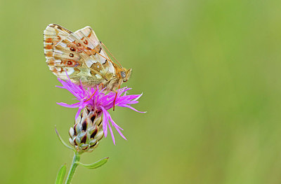 BUITEN BEELD Foto: 354744
