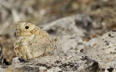BUITEN BEELD Foto: 354752