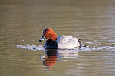 BUITEN BEELD Foto: 354755