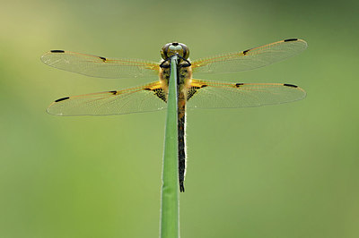 BUITEN BEELD Foto: 354759