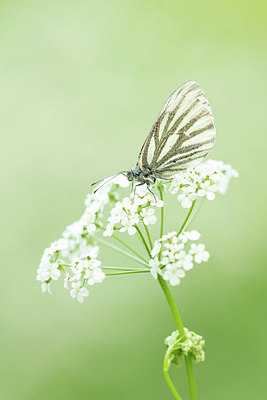 BUITEN BEELD Foto: 354771