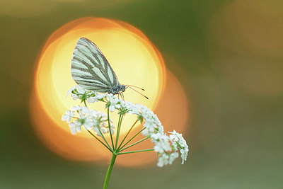 BUITEN BEELD Foto: 354772