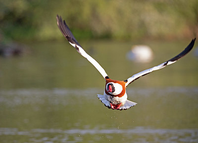 BUITEN BEELD Foto: 354775