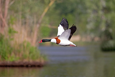 BUITEN BEELD Foto: 354777