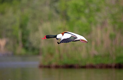 BUITEN BEELD Foto: 354788