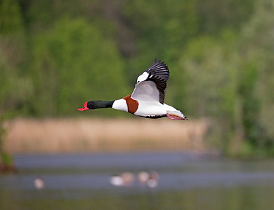 BUITEN BEELD Foto: 354790