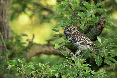 BUITEN BEELD Foto: 354791