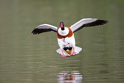 BUITEN BEELD Foto: 354792