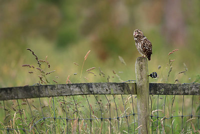 BUITEN BEELD Foto: 354793