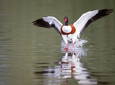 BUITEN BEELD Foto: 354794