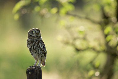 BUITEN BEELD Foto: 354795
