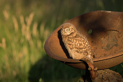 BUITEN BEELD Foto: 354798