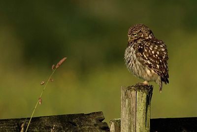 BUITEN BEELD Foto: 354800