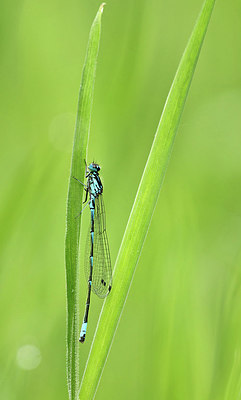 BUITEN BEELD Foto: 354810