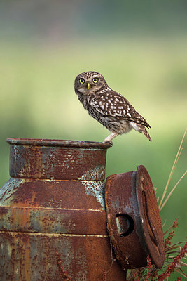 BUITEN BEELD Foto: 354828