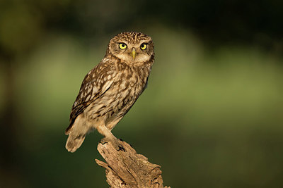 BUITEN BEELD Foto: 354830