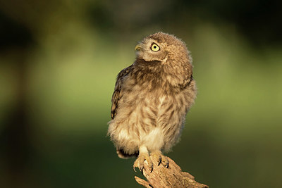 BUITEN BEELD Foto: 354831