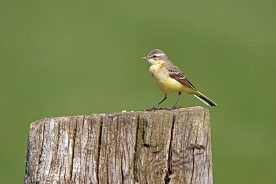 BUITEN BEELD Foto: 354833