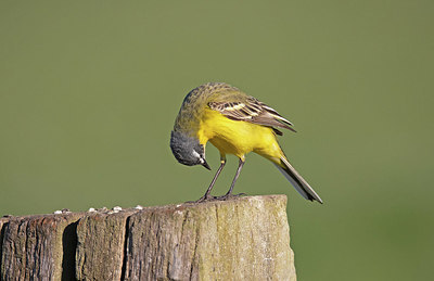 BUITEN BEELD Foto: 354839