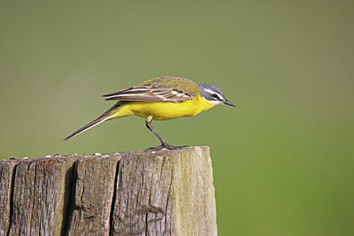 BUITEN BEELD Foto: 354840