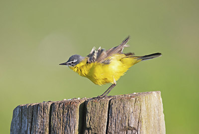 BUITEN BEELD Foto: 354846