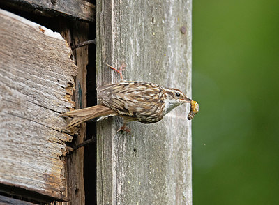 BUITEN BEELD Foto: 354857