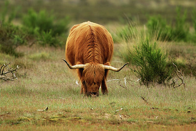 BUITEN BEELD Foto: 354868