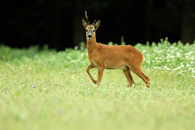 BUITEN BEELD Foto: 354875