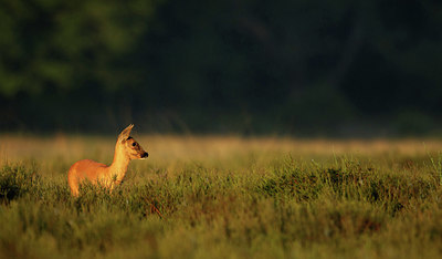 BUITEN BEELD Foto: 354879