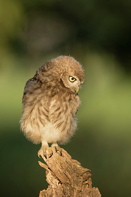 BUITEN BEELD Foto: 354881