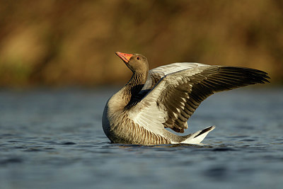 BUITEN BEELD Foto: 354900