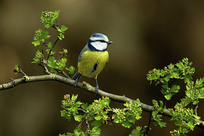 BUITEN BEELD Foto: 354903