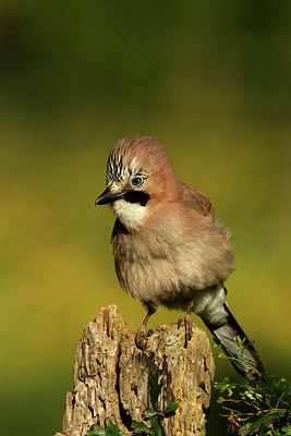 BUITEN BEELD Foto: 354909