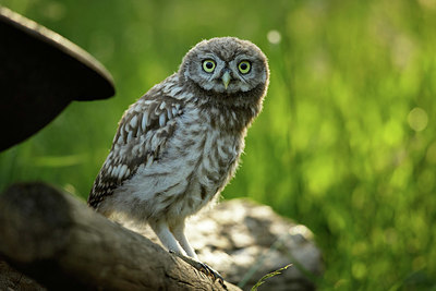 BUITEN BEELD Foto: 354911