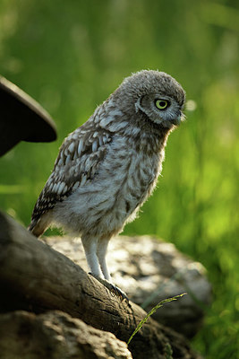 BUITEN BEELD Foto: 354912