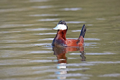 BUITEN BEELD Foto: 354921