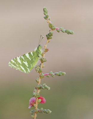 BUITEN BEELD Foto: 354926