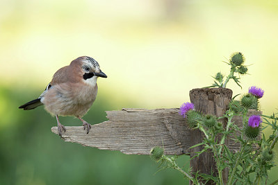 BUITEN BEELD Foto: 354936