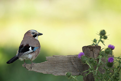 BUITEN BEELD Foto: 354937