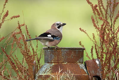 BUITEN BEELD Foto: 354938