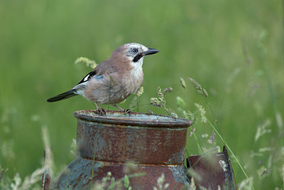 BUITEN BEELD Foto: 354939