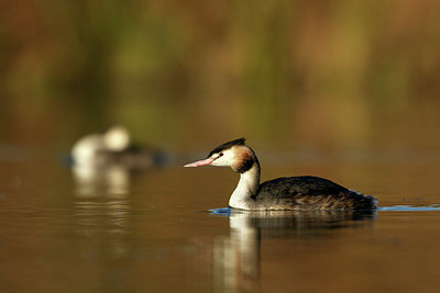 BUITEN BEELD Foto: 354945