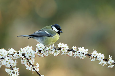 BUITEN BEELD Foto: 354946