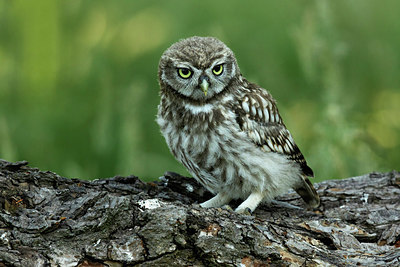 BUITEN BEELD Foto: 354956