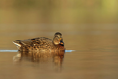 BUITEN BEELD Foto: 354957