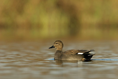 BUITEN BEELD Foto: 354959